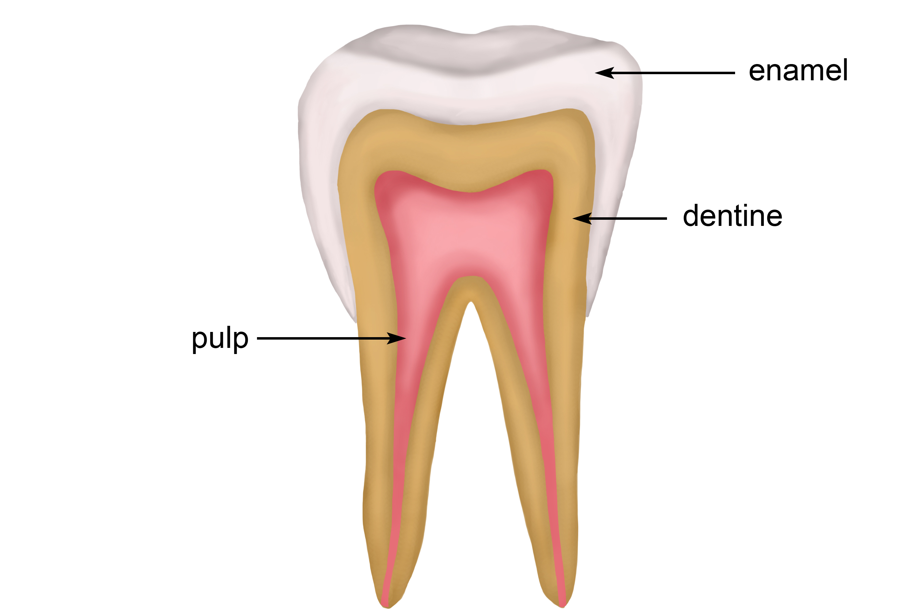 Structure of the tooth including enamel, dentine and pulp